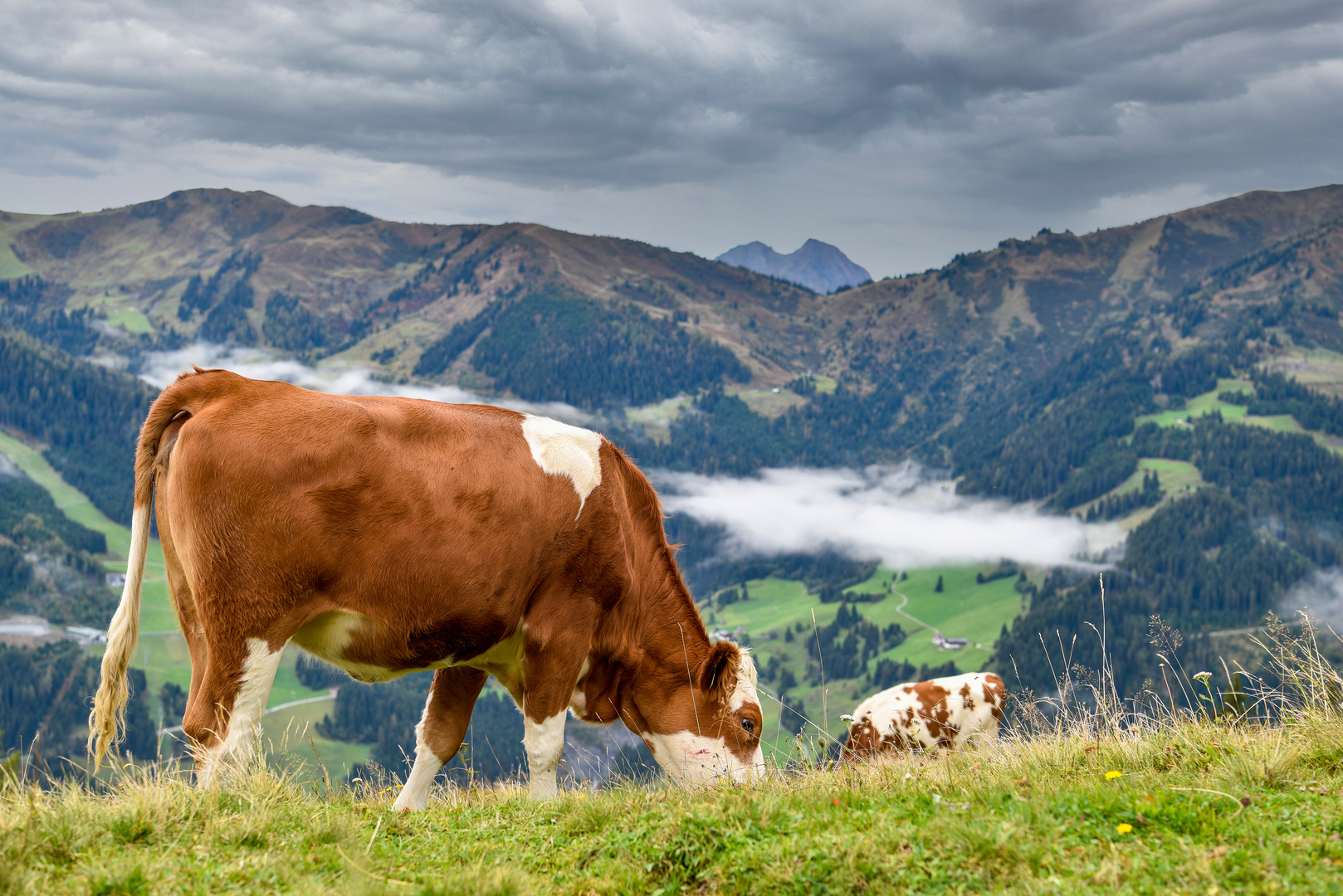 Glückliche Kühe 01