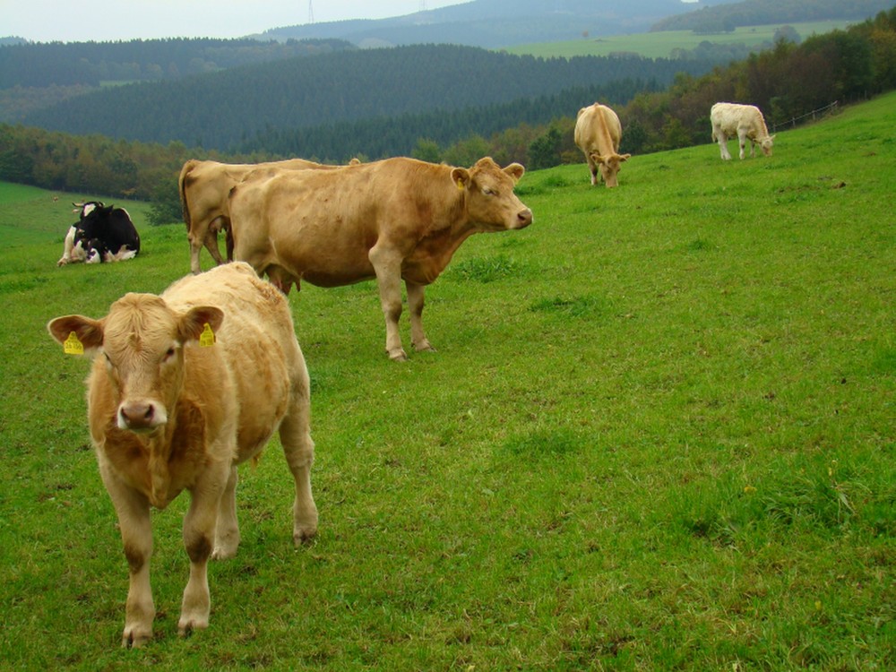 Glückliche Kühe