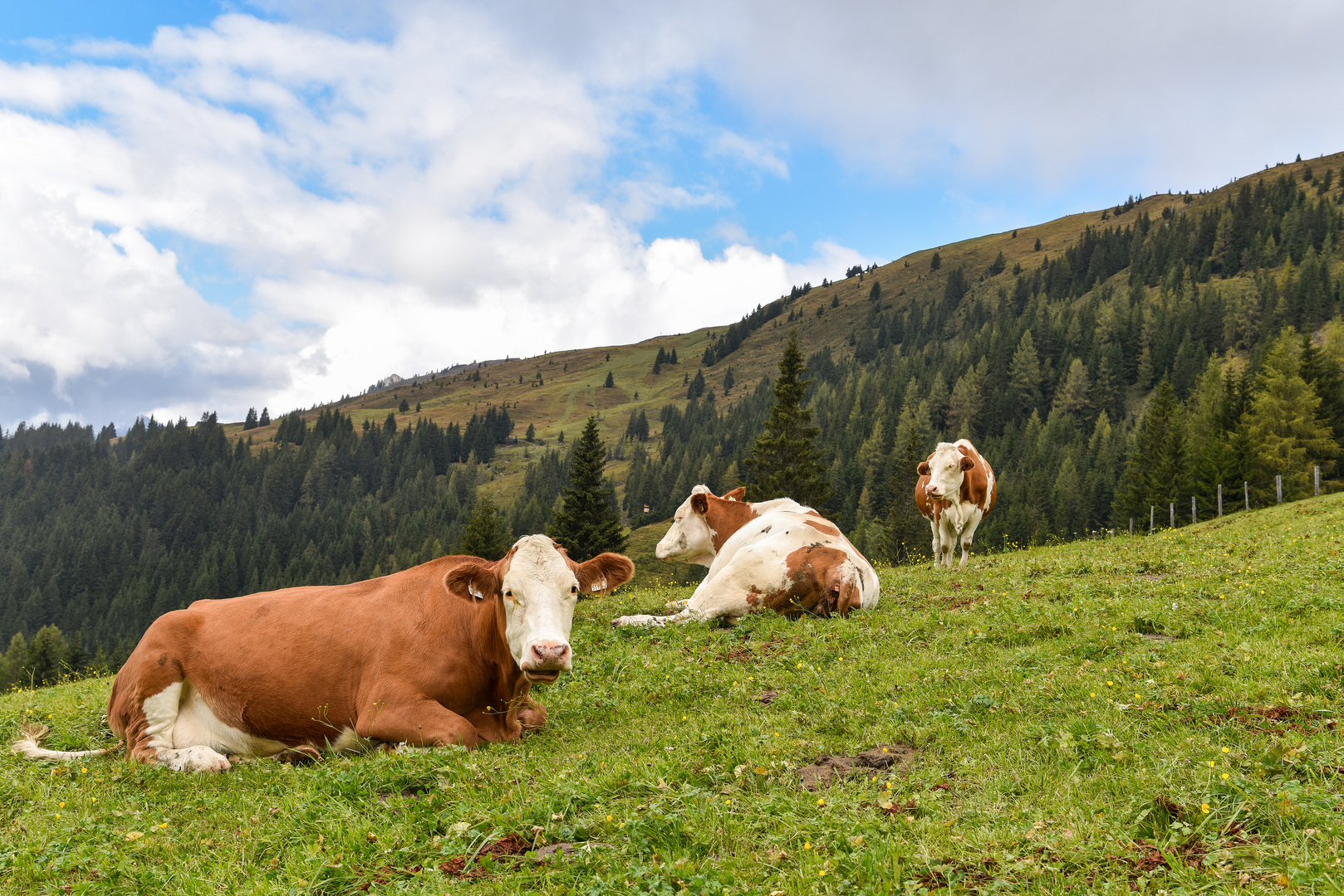 Glückliche Kühe 07