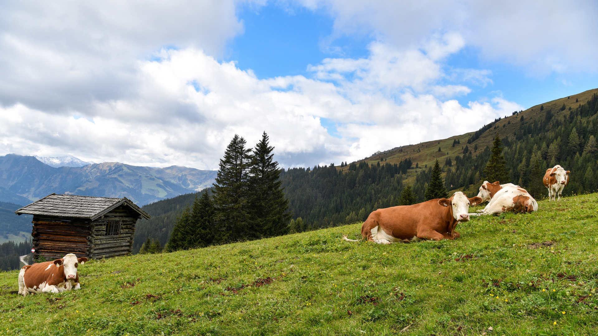 Glückliche Kühe 08