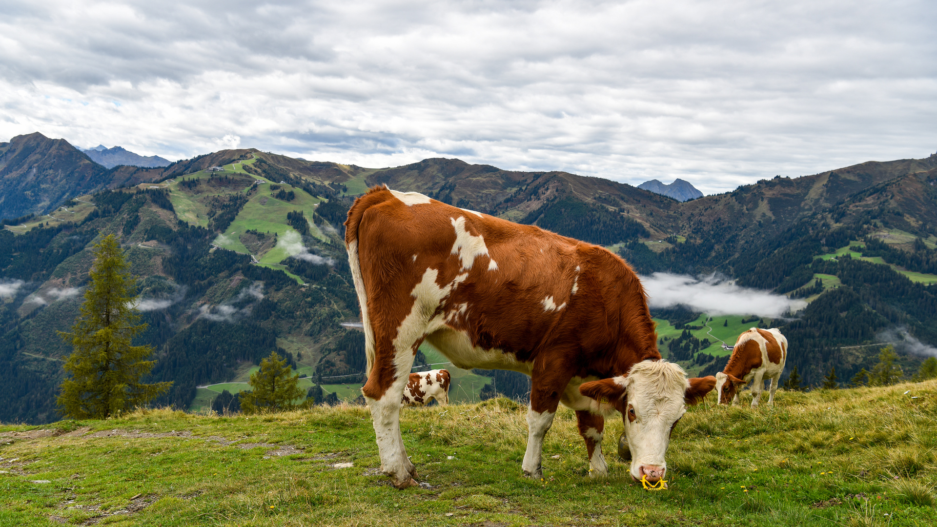 Glückliche Kühe 09