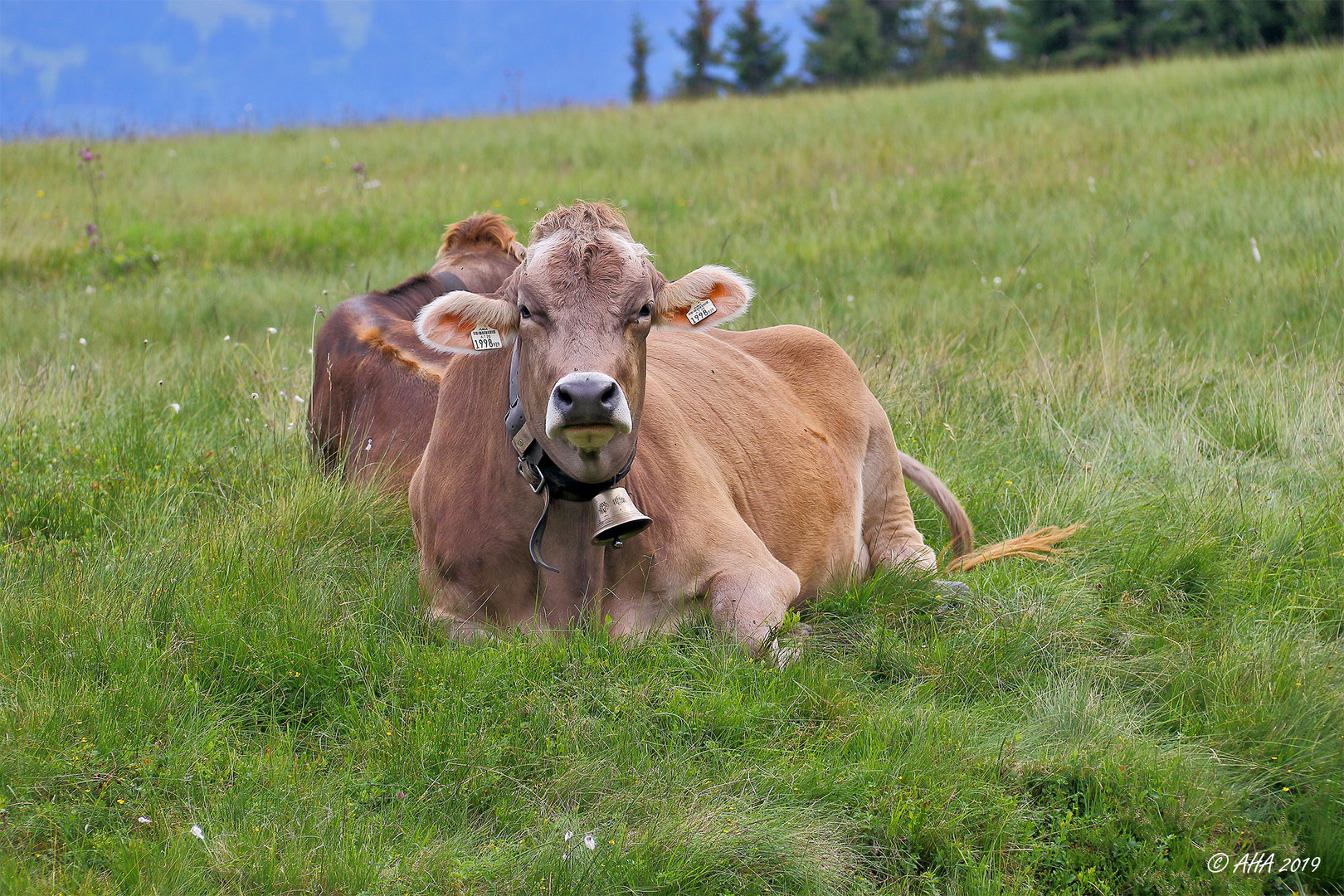 Glückliche Kühe Foto & Bild tiere, haustiere, nutztiere Bilder auf
