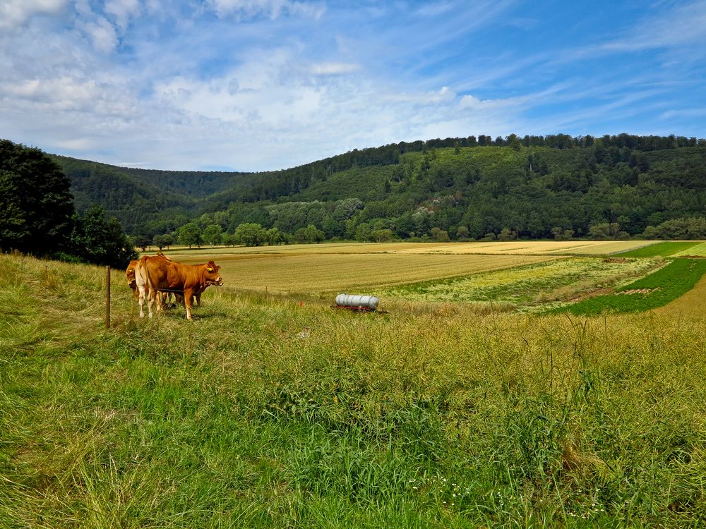 Glückliche Kühe