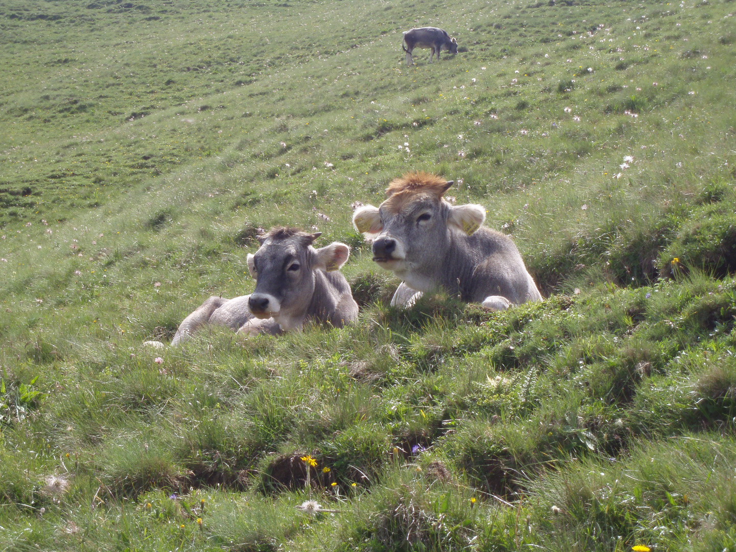Glückliche Kühe Foto & Bild tiere, sommer in den bergen, natur Bilder