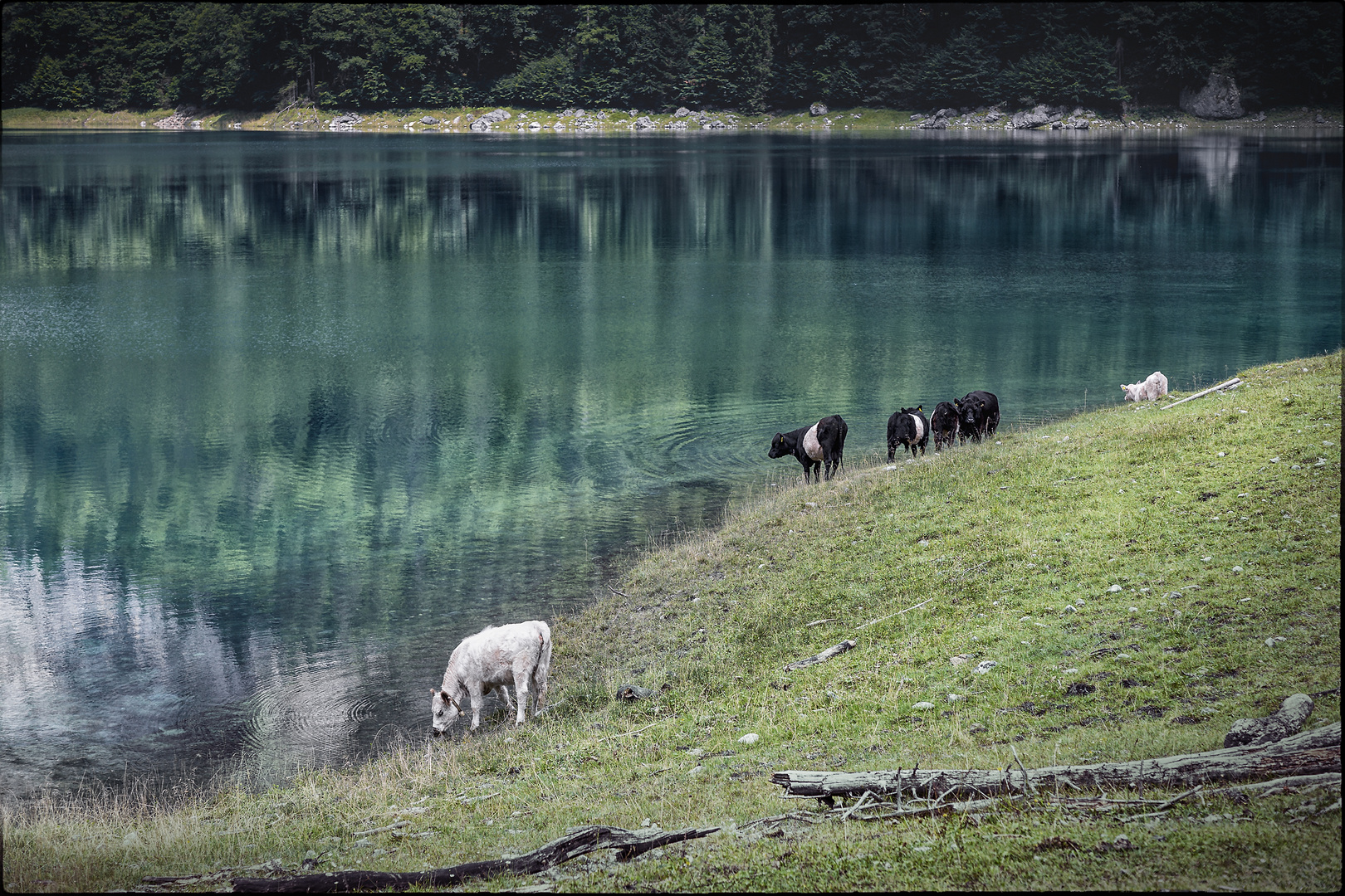 "glückliche Kühe am hinteren Gosausee"