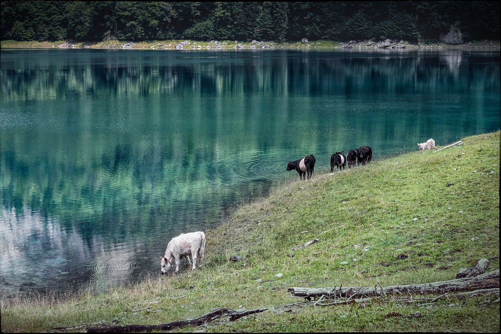 "glückliche Kühe am hinteren Gosausee"