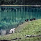 "glückliche Kühe am hinteren Gosausee"