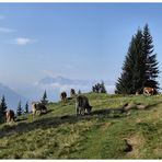 Glückliche Kühe auf der Sauermöseralm