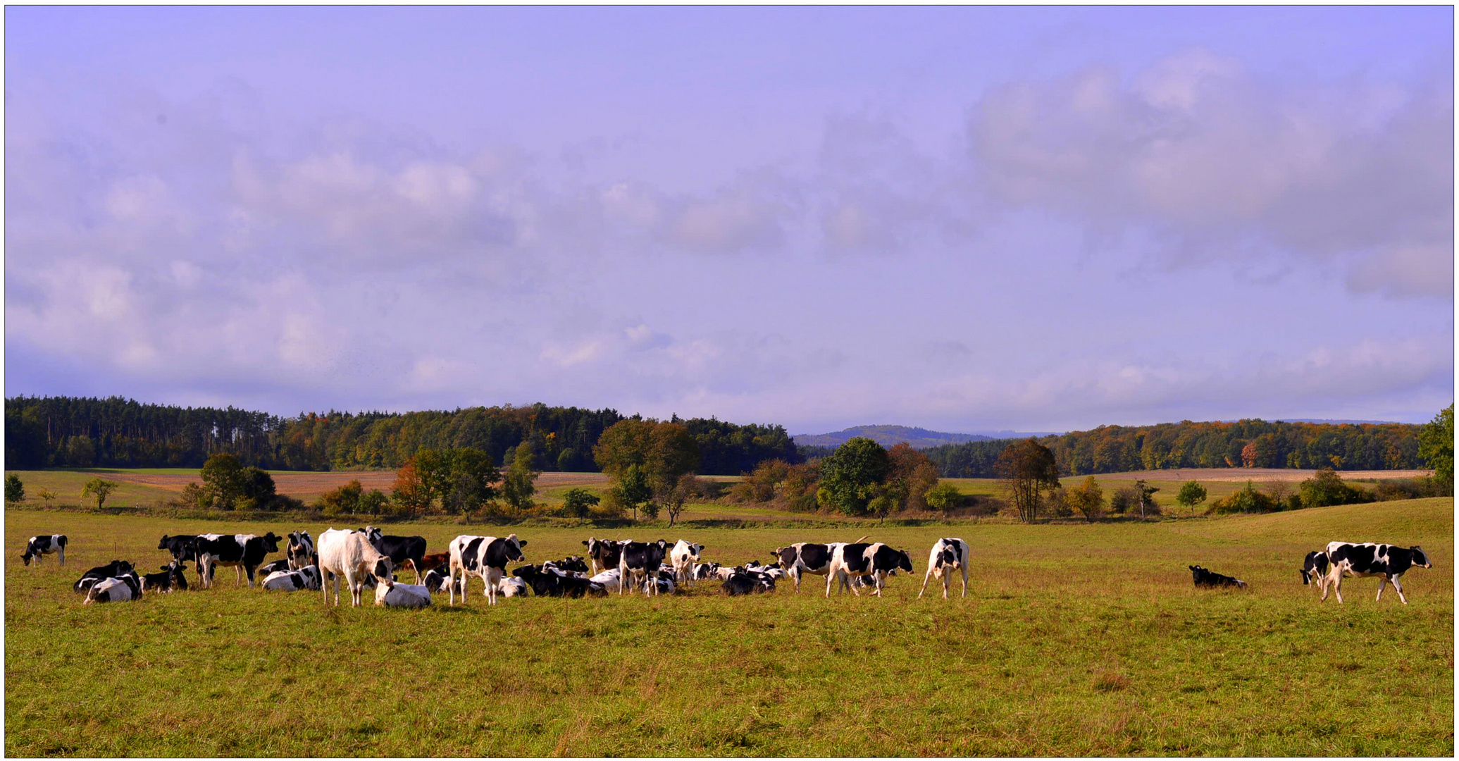 glückliche Kühe auf der Weide (felices vacas en el pasto)