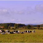 glückliche Kühe auf der Weide (felices vacas en el pasto)
