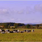 glückliche Kühe auf der Weide (felices vacas en el pasto)