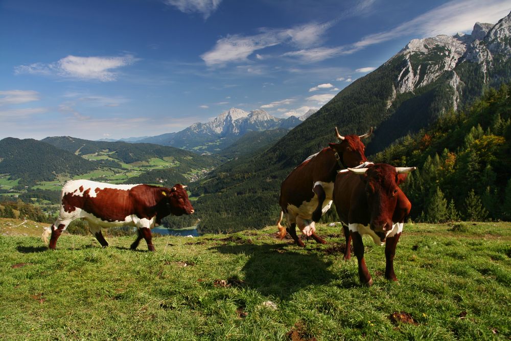 glückliche Kühe