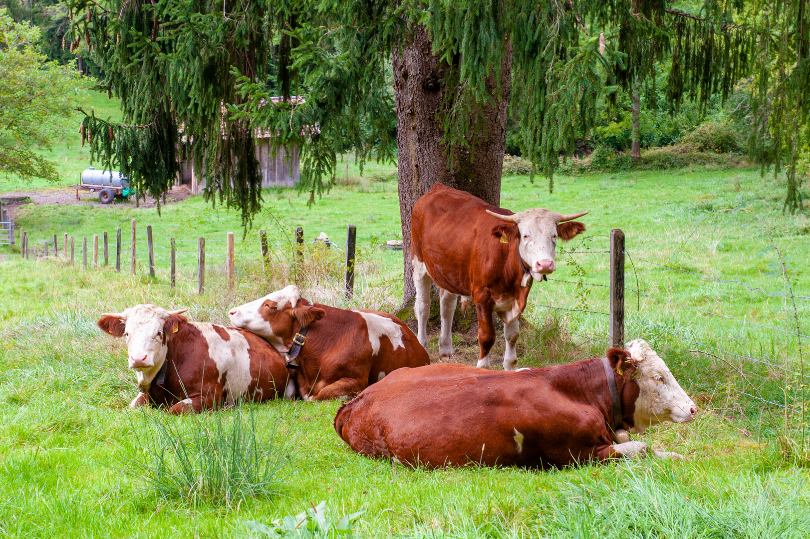 Glückliche Kühe