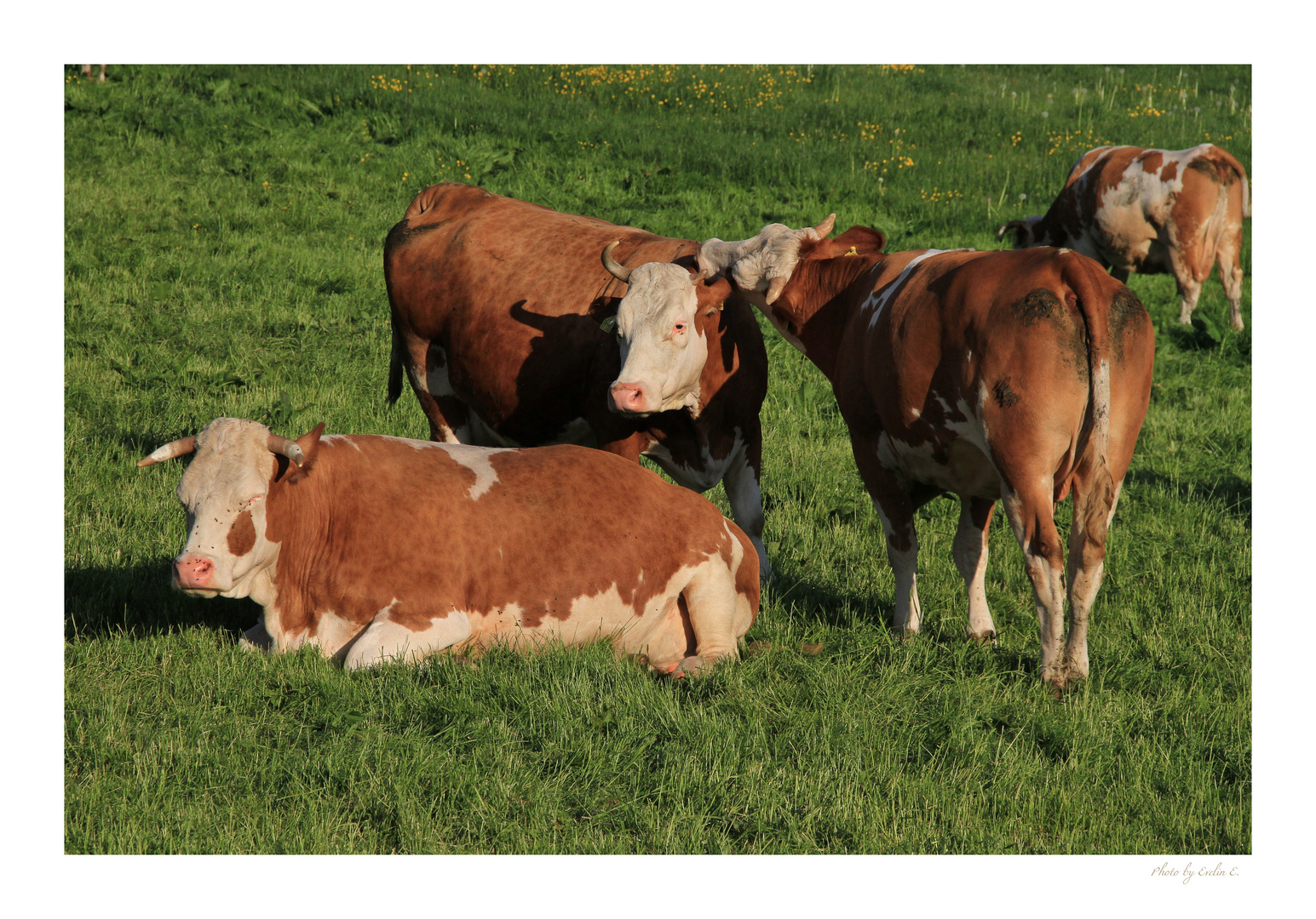 Glückliche Kühe für gesunde, gute Milch