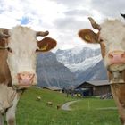 Glückliche Kühe hochoben in der Berner Alpen
