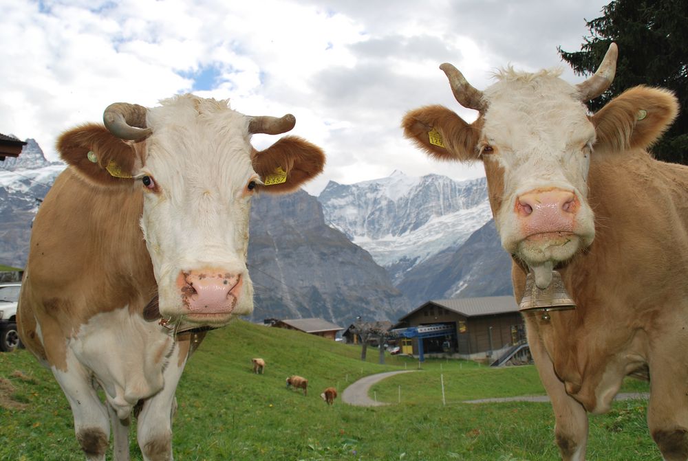 Glückliche Kühe hochoben in der Berner Alpen