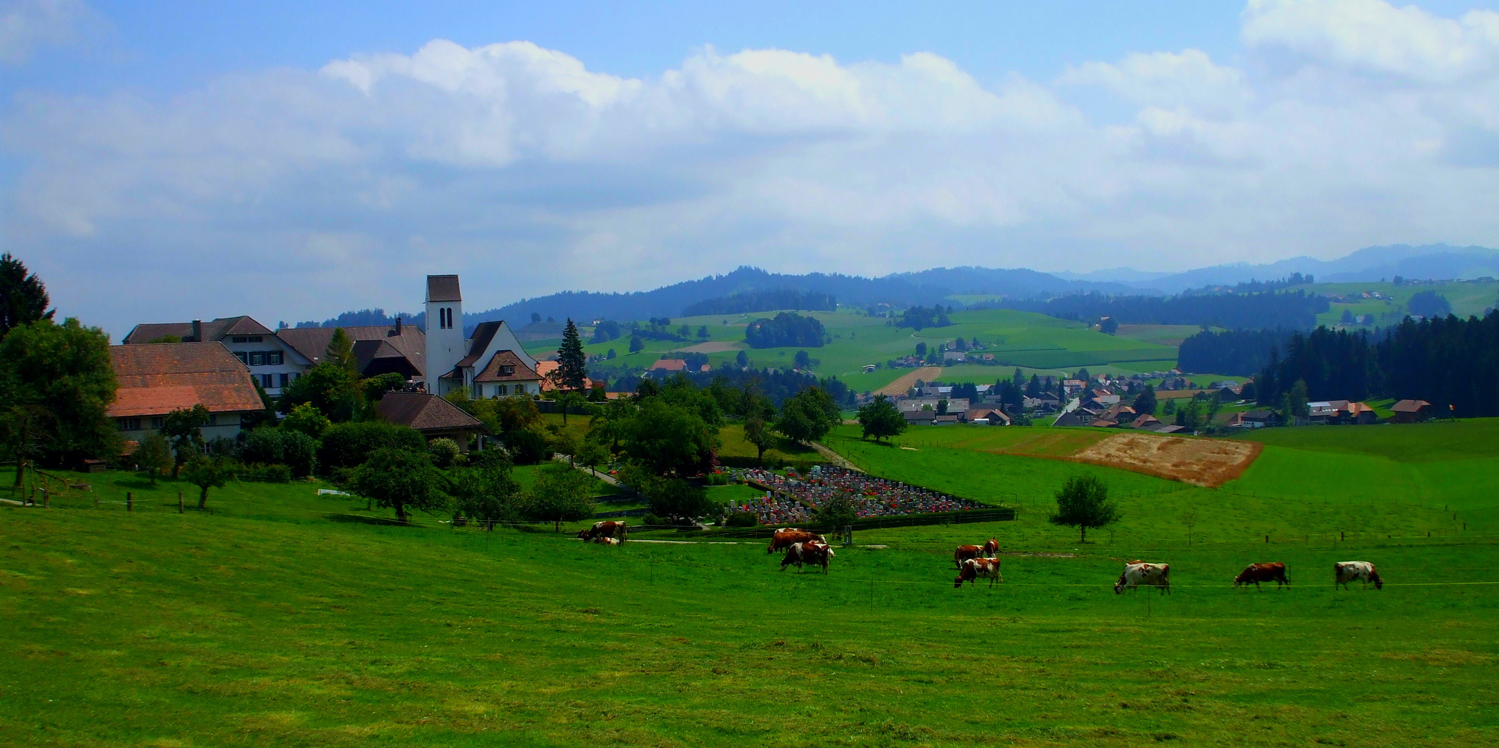 Glückliche Kühe im Emmental