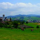 Glückliche Kühe im Emmental