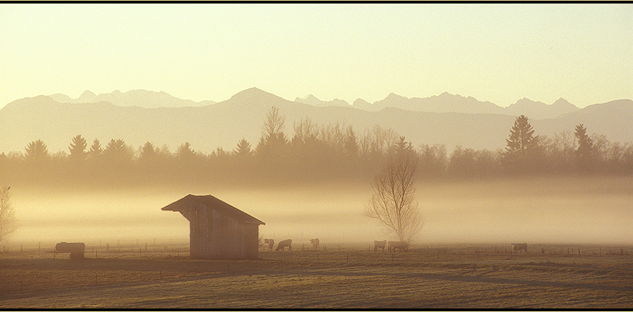 Glückliche Kühe im Nebel