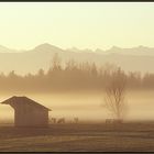 Glückliche Kühe im Nebel