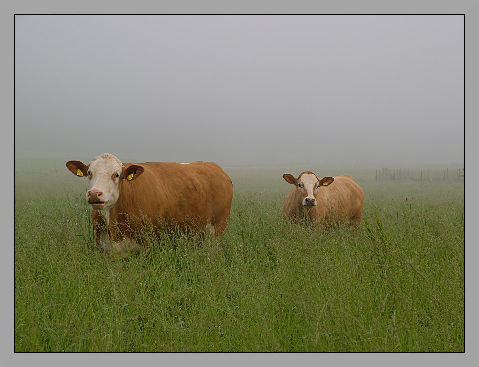 glückliche Kühe im Nebel