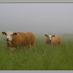 glückliche Kühe im Nebel
