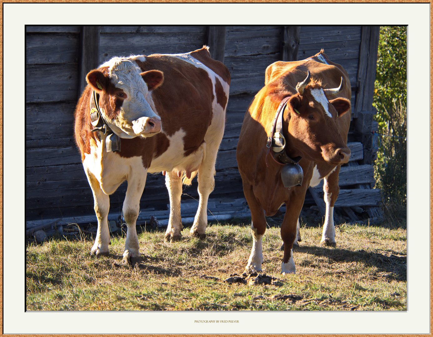 Glückliche Kühe im Wallis :-)