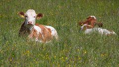 Glückliche Kühe in einer Blümchenwiese.