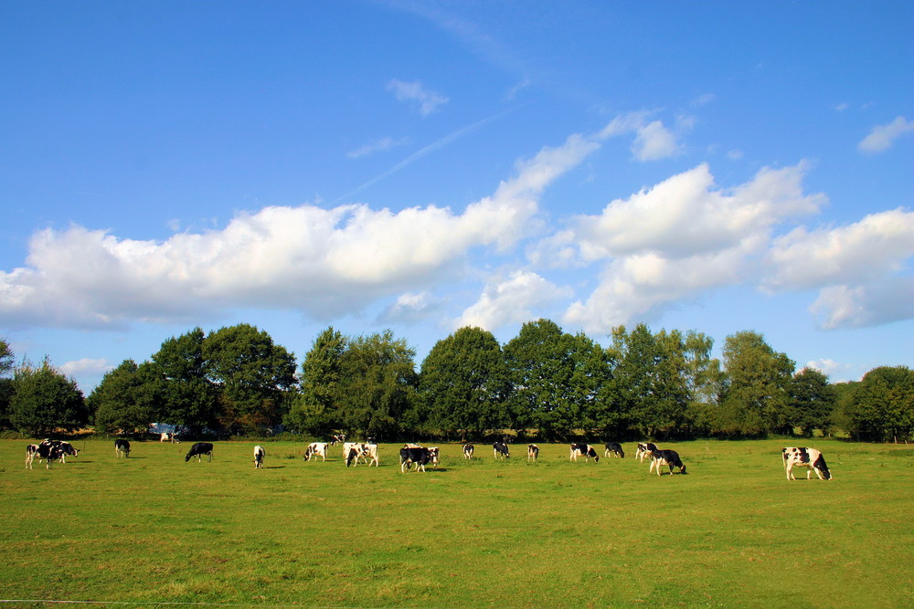 Glückliche Kühe in Kempen am Niederrhein