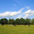 Glückliche Kühe in Kempen am Niederrhein