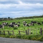 Glückliche Kühe oder der Anfang des Cheddar