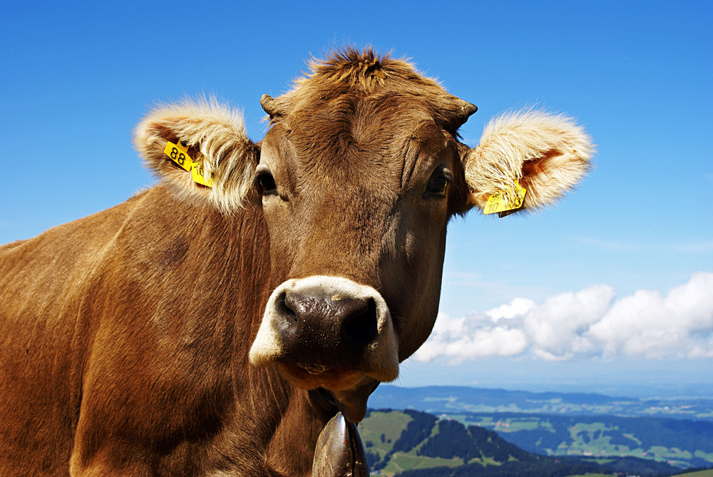 Glückliche Kuh