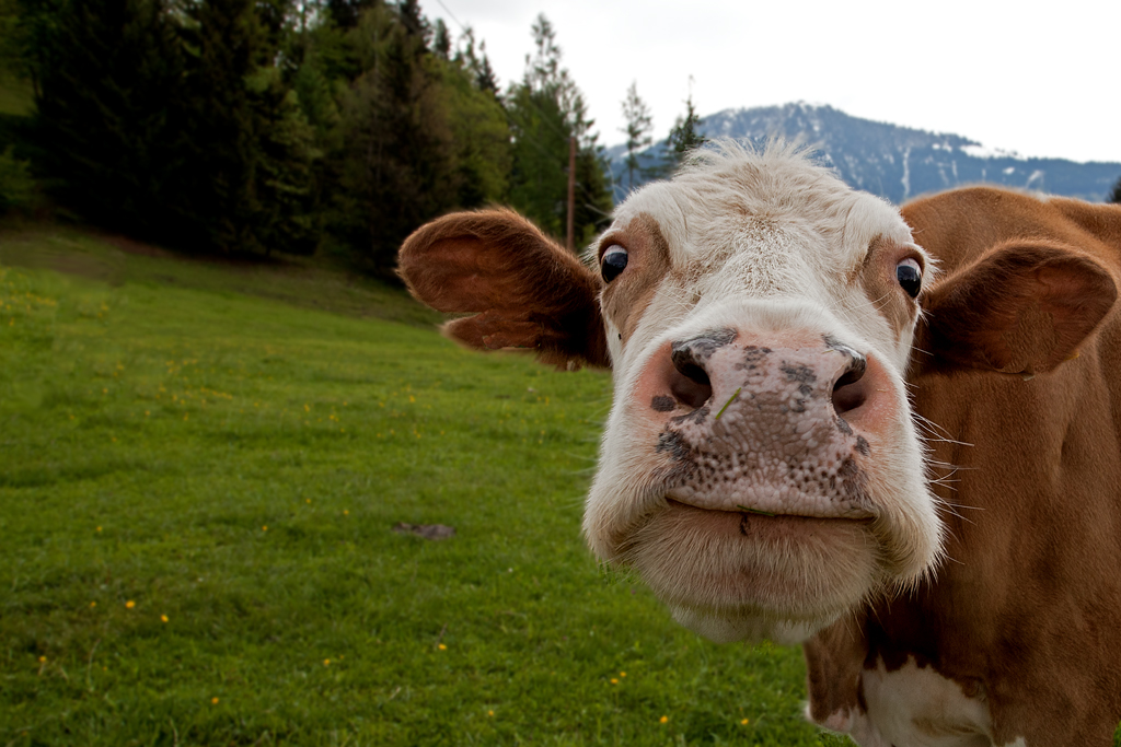 ...glückliche Kuh Foto & Bild tiere, haustiere, nutztiere Bilder auf