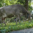 Glückliche Kuh im Bergell