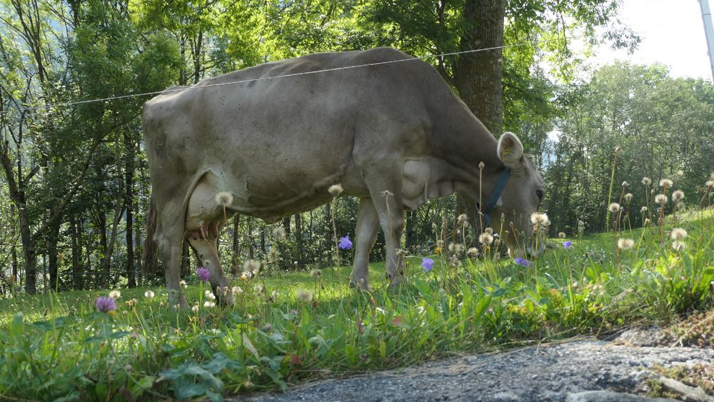 Glückliche Kuh im Bergell