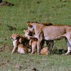 Glückliche Löwenfamilie in der Mara