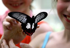 glueckliche maedchen mit schmetterling