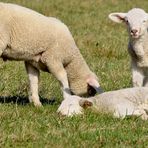 Glückliche Osterlämmer