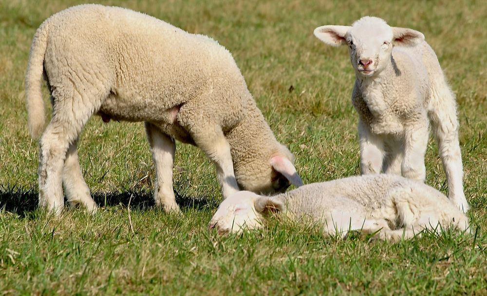 Glückliche Osterlämmer