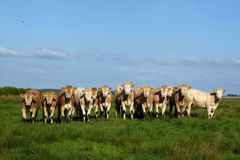 Glückliche Rinder am Rande der Tinner Dose