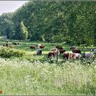 Glückliche Rinder auf der Weide