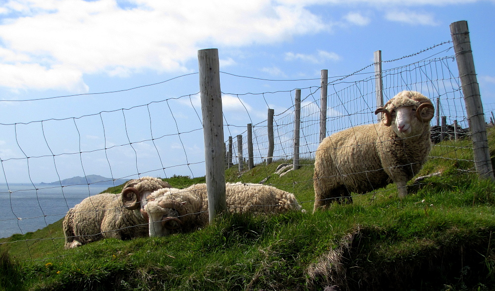 glückliche Schafe