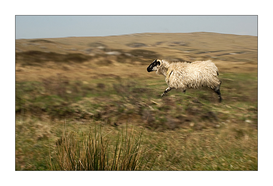 Glückliche Schafe