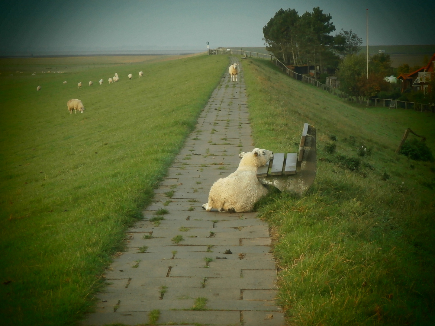 Glückliche Schafe auf einem Dich in Nordstrand