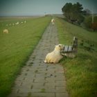 Glückliche Schafe auf einem Dich in Nordstrand