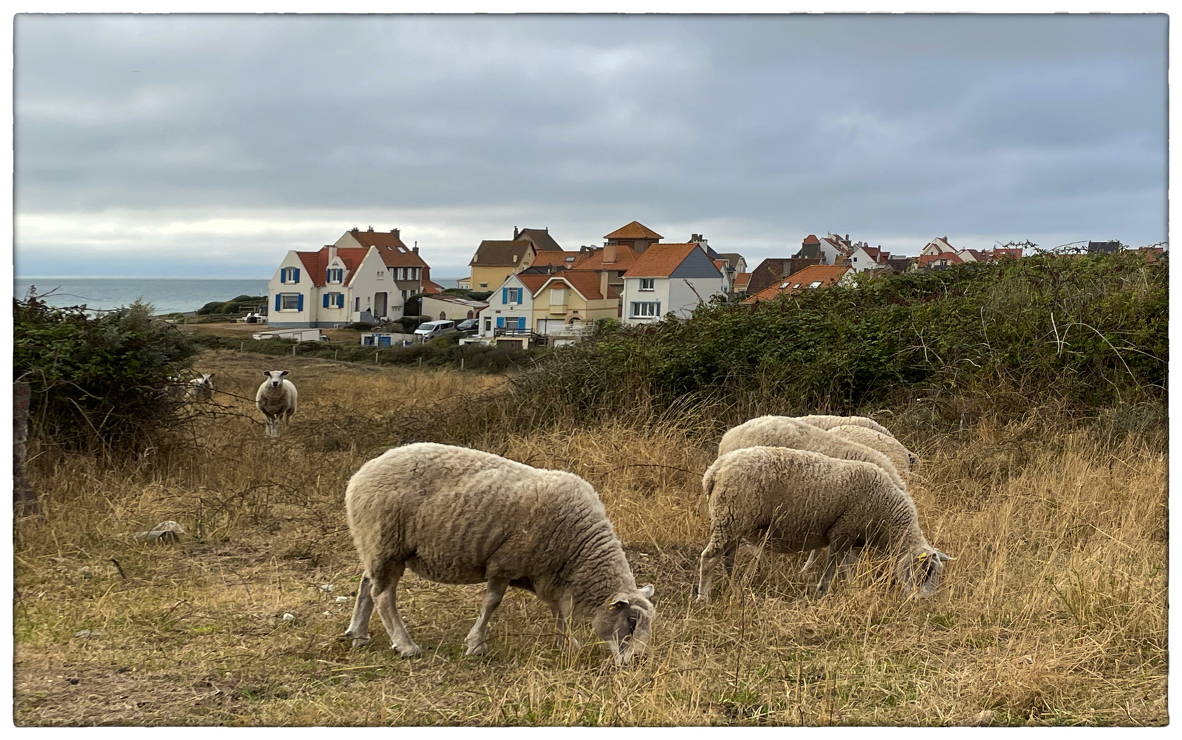 Glückliche Schafe - Heureux moutons 