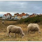 Glückliche Schafe - Heureux moutons 