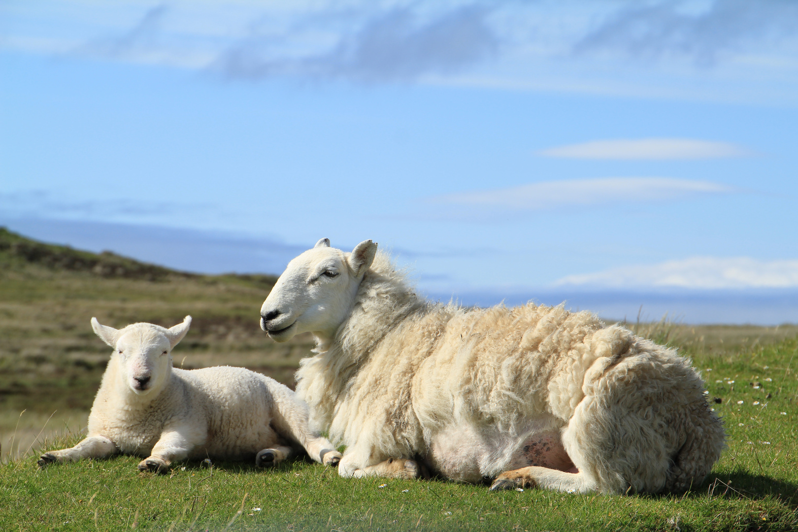 glückliche Schafe in Schottland