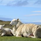 glückliche Schafe in Schottland