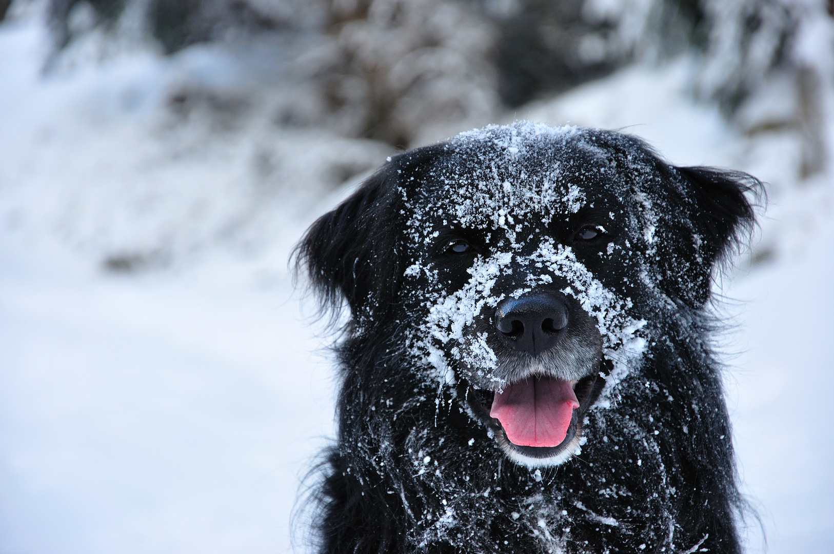 glückliche schneenase